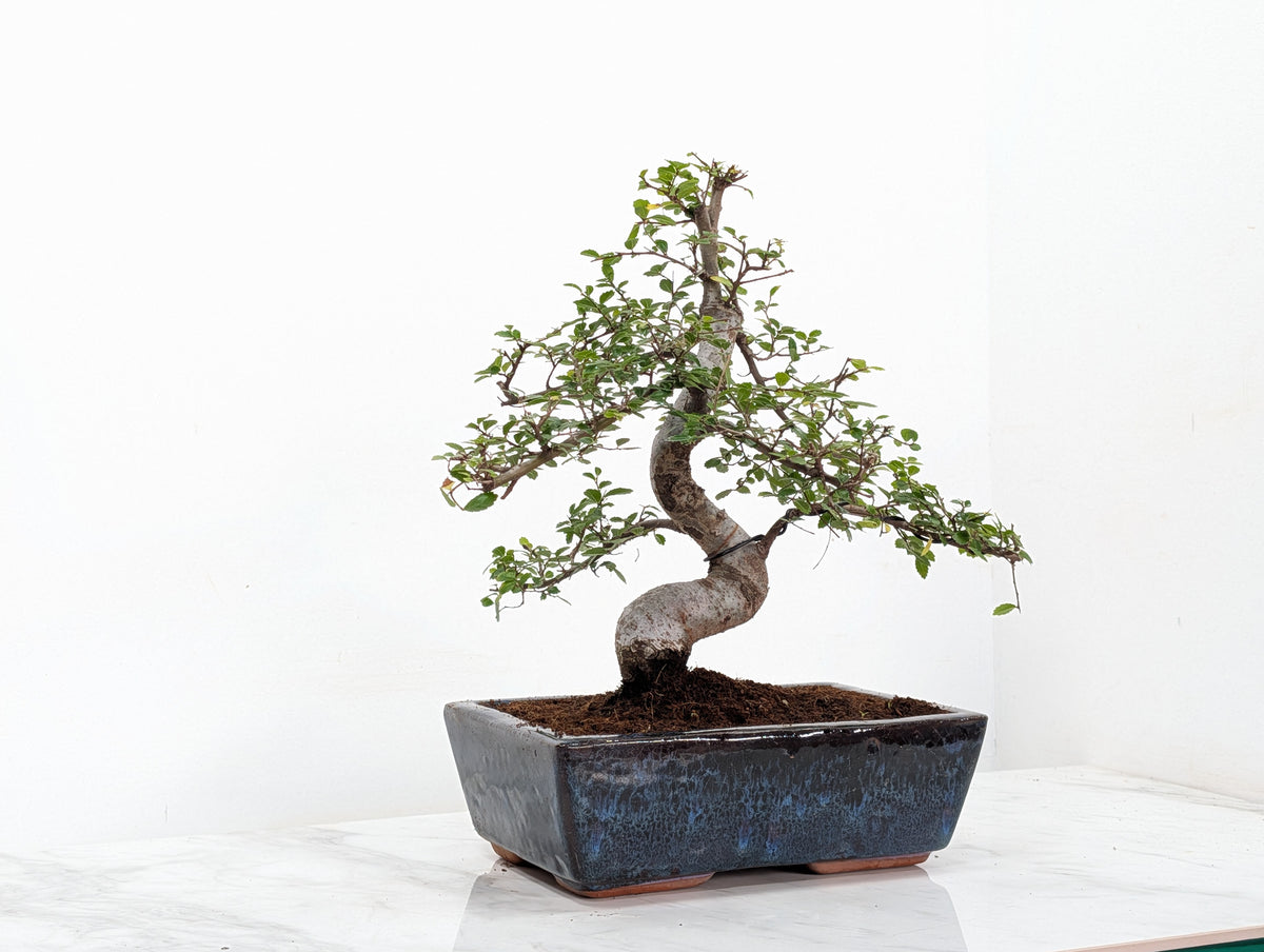Chinese Elm Bonsai and Care Kit in 25cm Navy Ceramic Pot