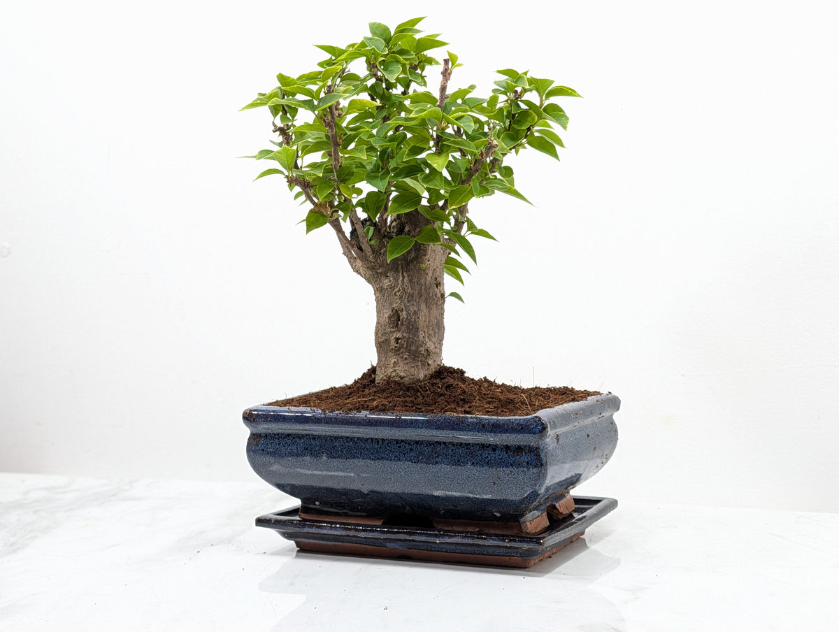 Bougainvillea - Pink Flowering Bonsai 20cm Blue Pot