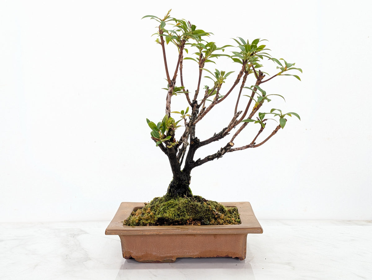 Kalmia Flowering  Bonsai