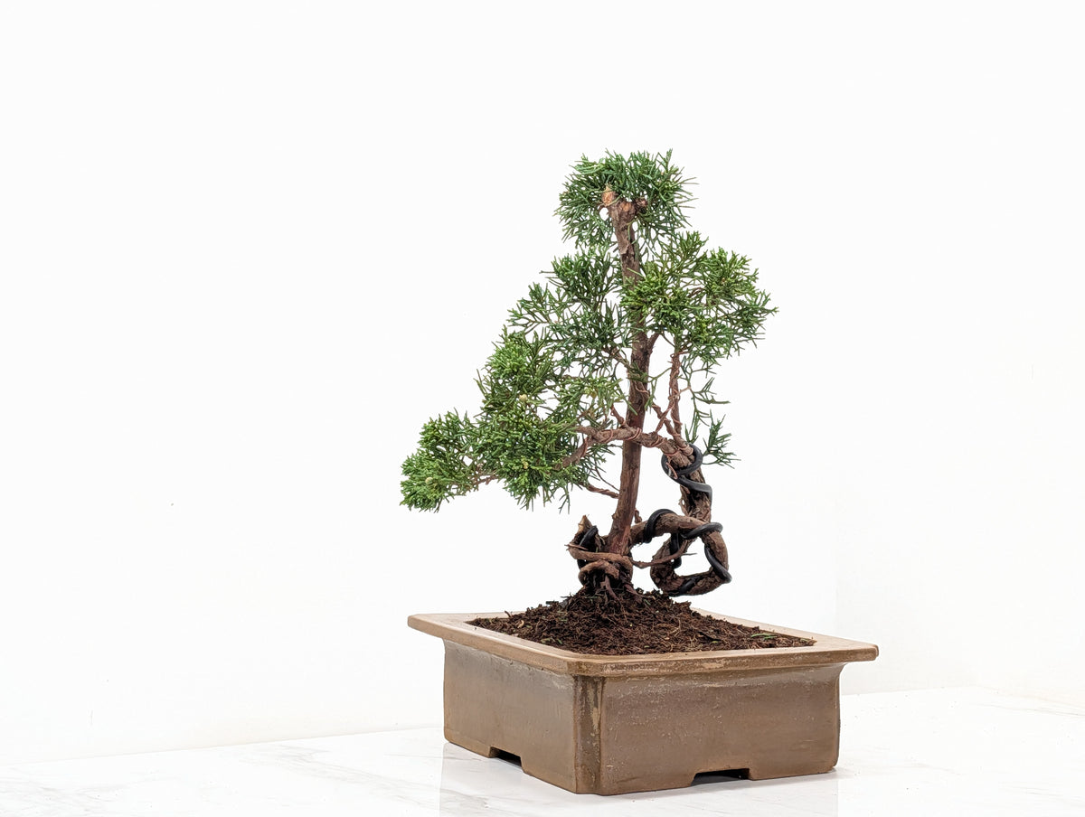 Juniper - Japanese Imported Bonsai