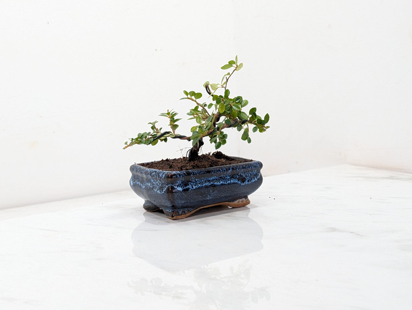 Cotoneaster Bonsai Starter Tree