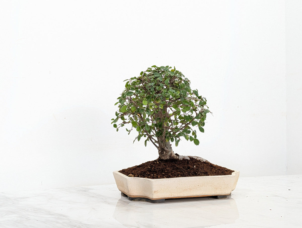 Chinese Elm Bonsai in 21cm Romantic Cream Ceramic Dish+ Care Kit