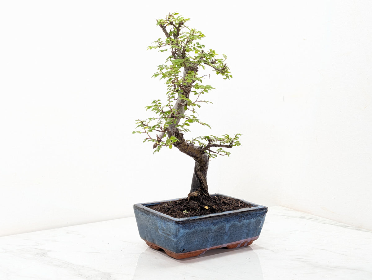 Chinese Elm Bonsai and Care Kit in 18cm Navy Ceramic Pot