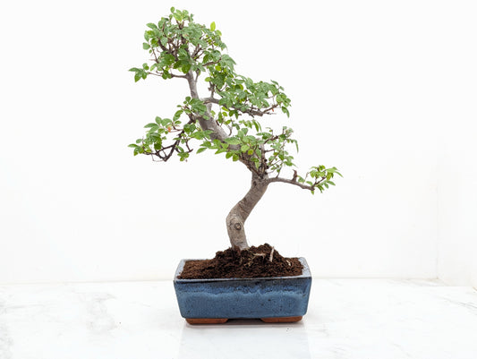 Chinese Elm Bonsai and Care Kit in 18cm Navy Ceramic Pot