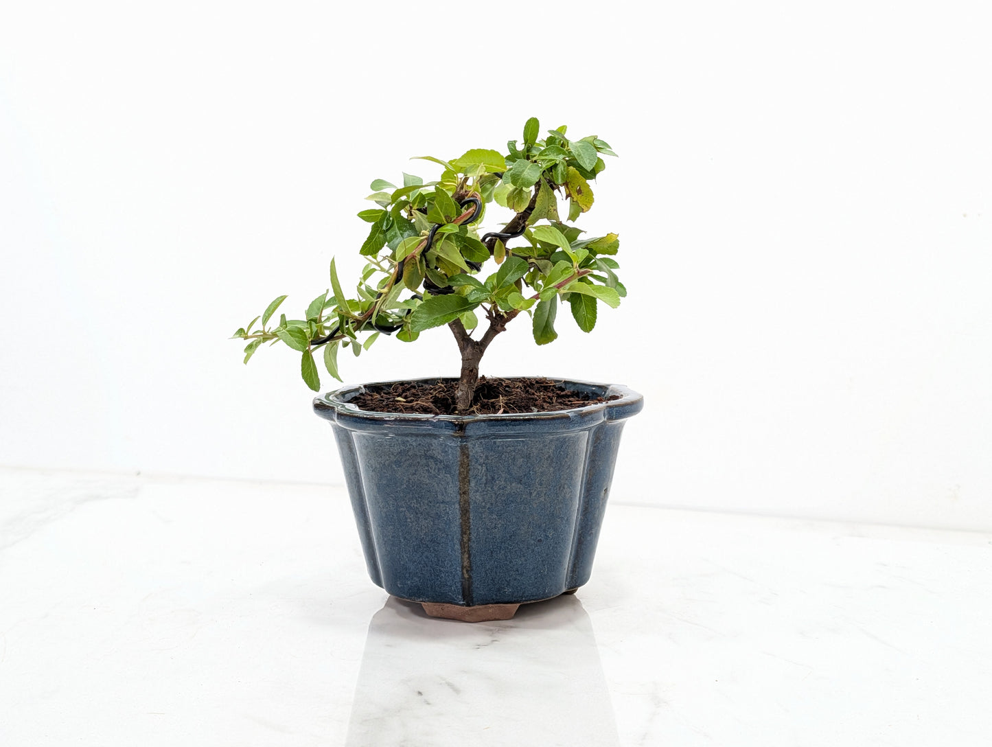 Pyracantha Bonsai Starter Tree