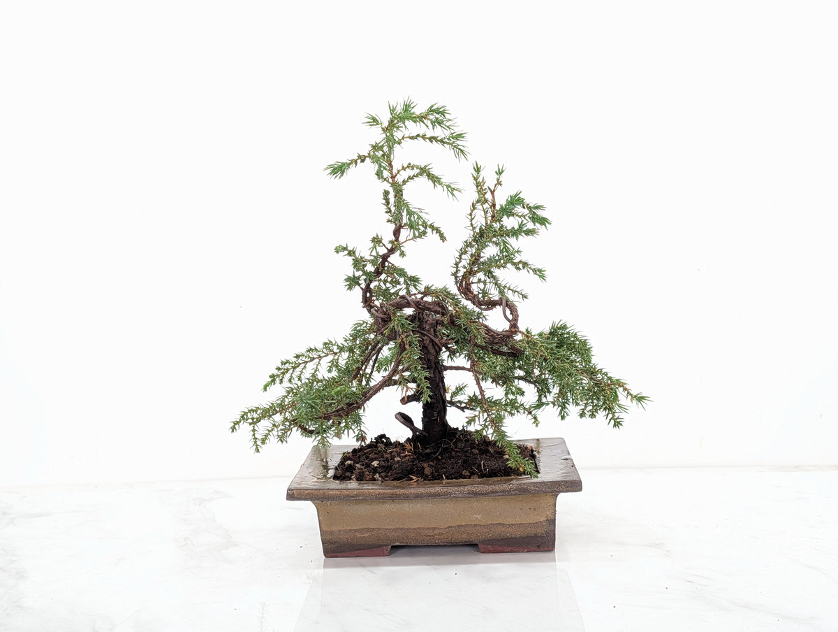 Juniper -Juniperus communis - Bonsai  - 17.5cm Tundra Large Rimmed Dish