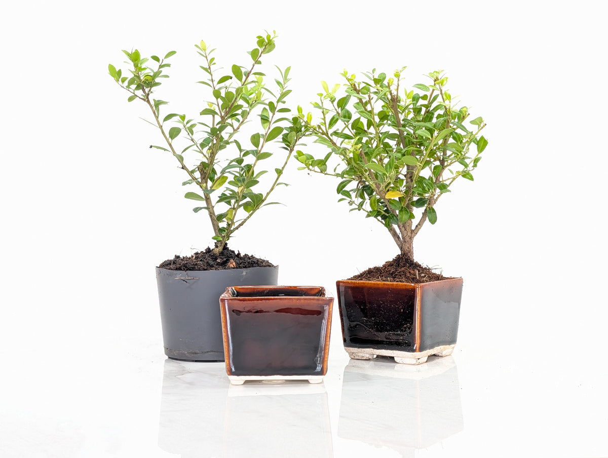 Japanese Holly- Bonsai  Starter  Bundle