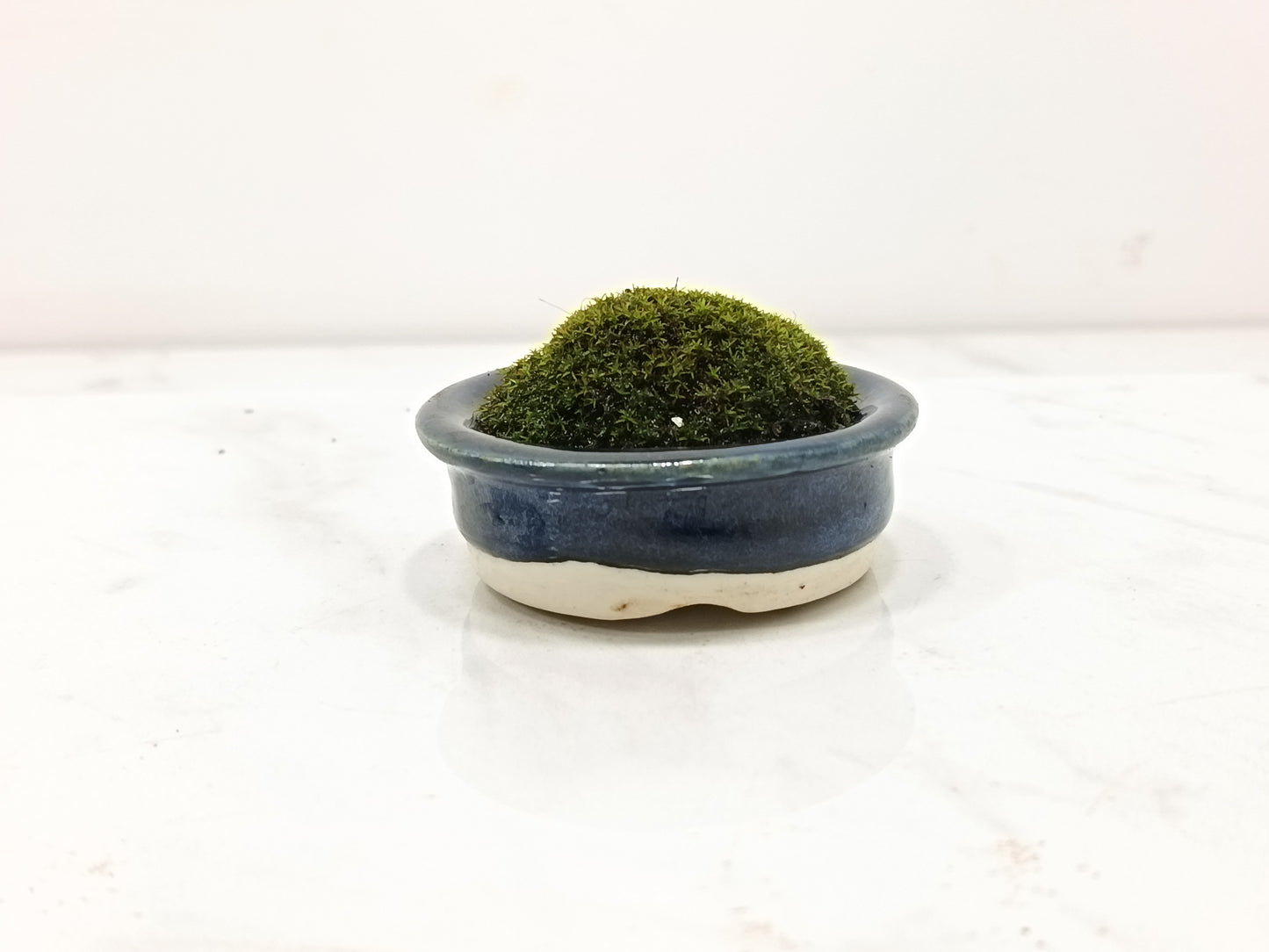 Kusamono - 'Accent Plant - 'Simple Moss'