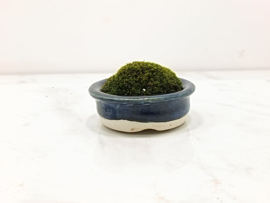 Kusamono - 'Accent Plant - 'Simple Moss'