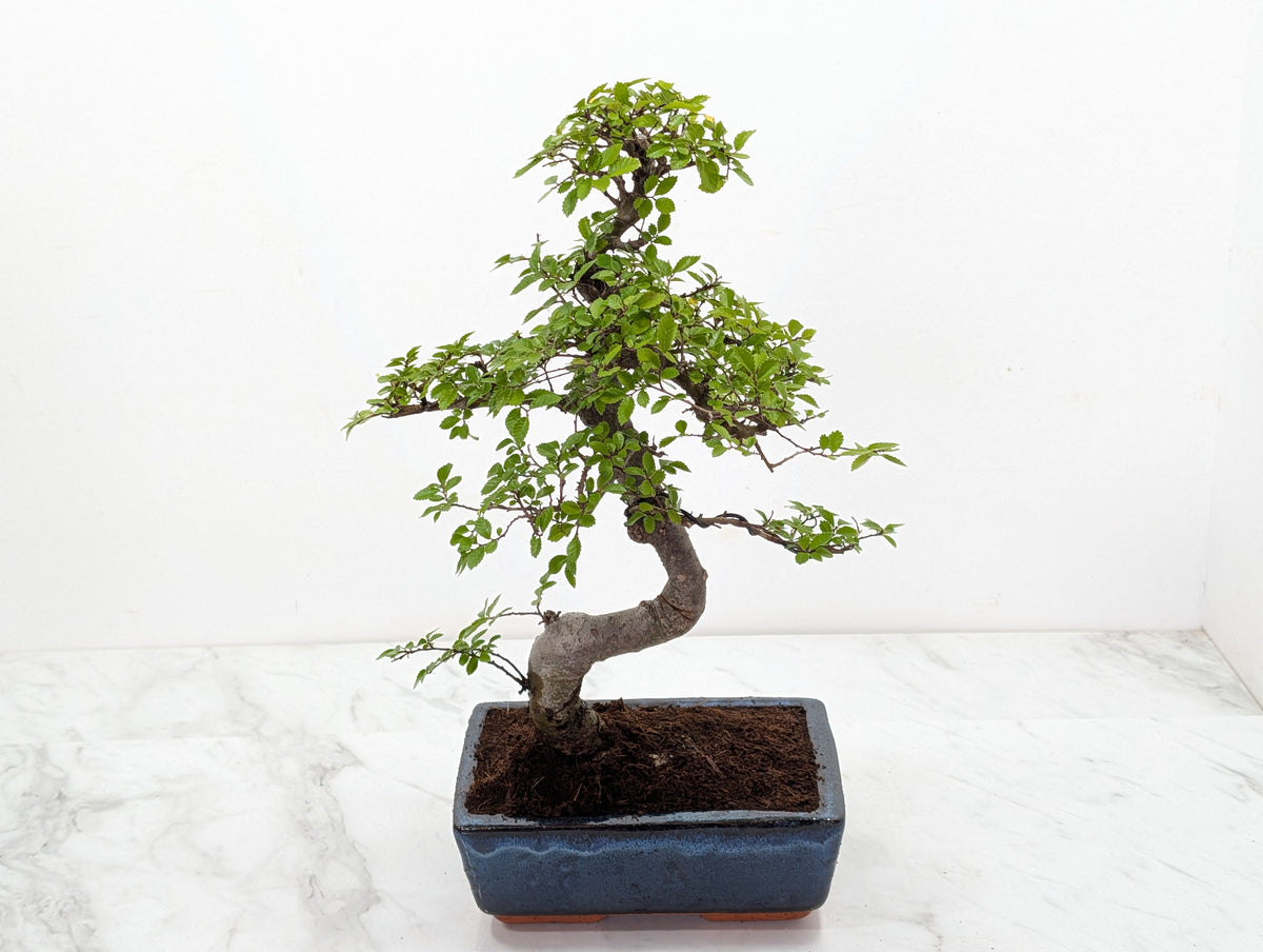 Chinese Elm Bonsai and Care Kit in 18cm Navy Ceramic Pot