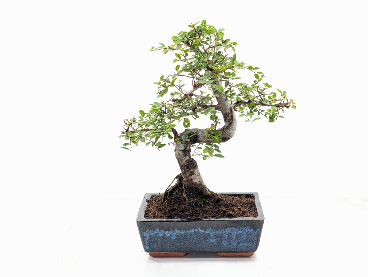 Chinese Elm Bonsai and Care Kit in 18cm Navy Ceramic Pot