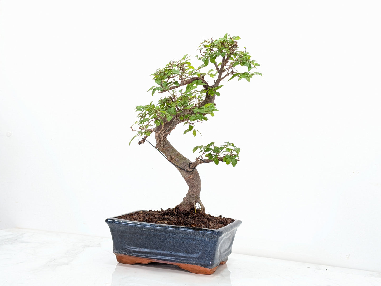 Chinese Elm Bonsai and Care Kit in 18cm Navy Ceramic Pot