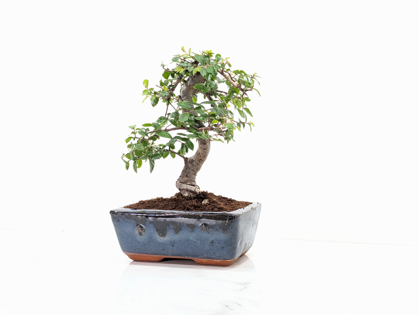 Chinese Elm Bonsai and Care Kit in 15cm Navy Ceramic Pot