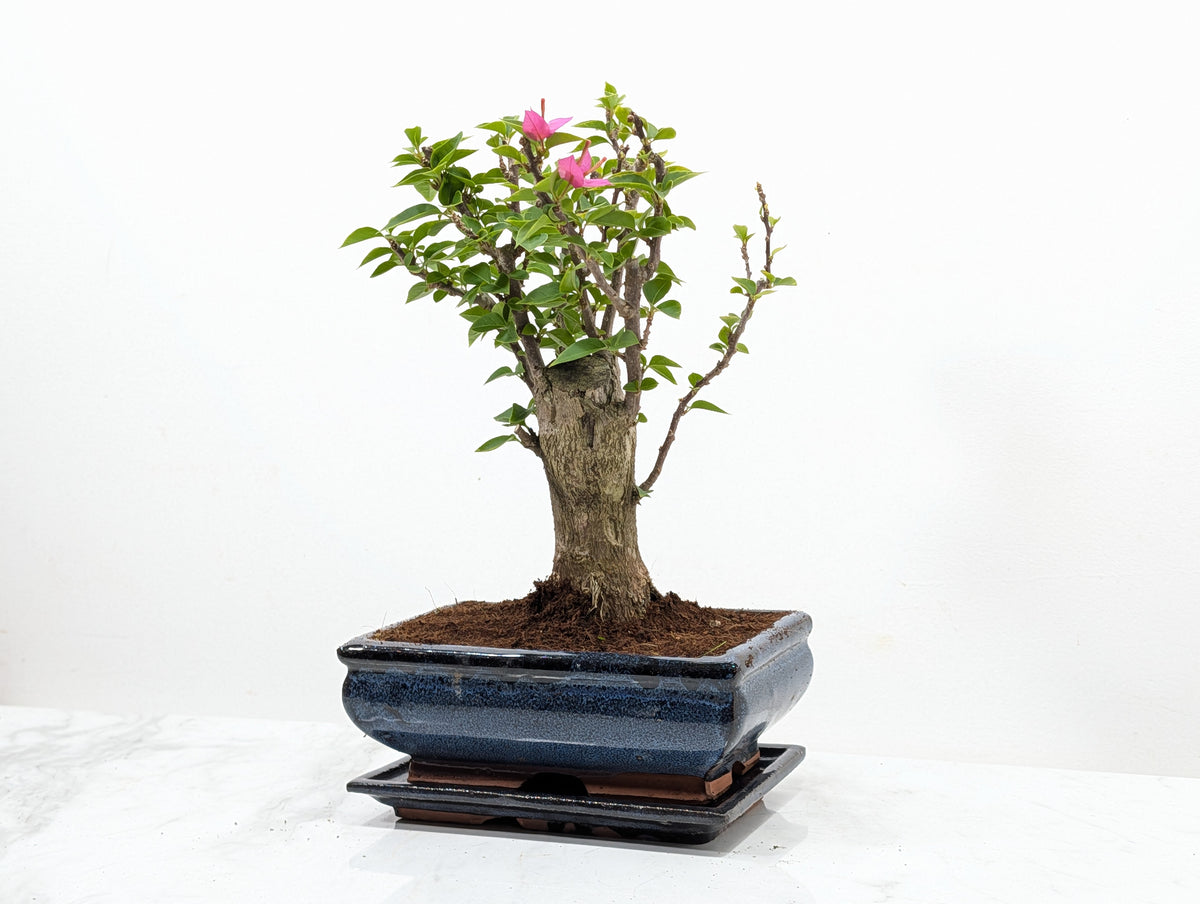 Bougainvillea - Pink Flowering Bonsai 20cm Blue Pot