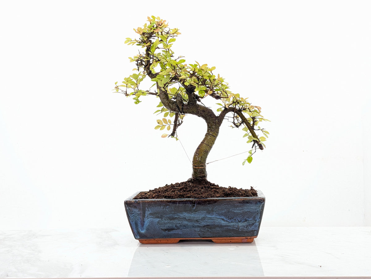 Chinese Elm Bonsai and Care Kit in 25cm Navy Ceramic Pot