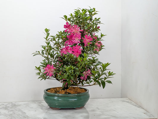 Satsuki Azalea Bonsai & Care Kit