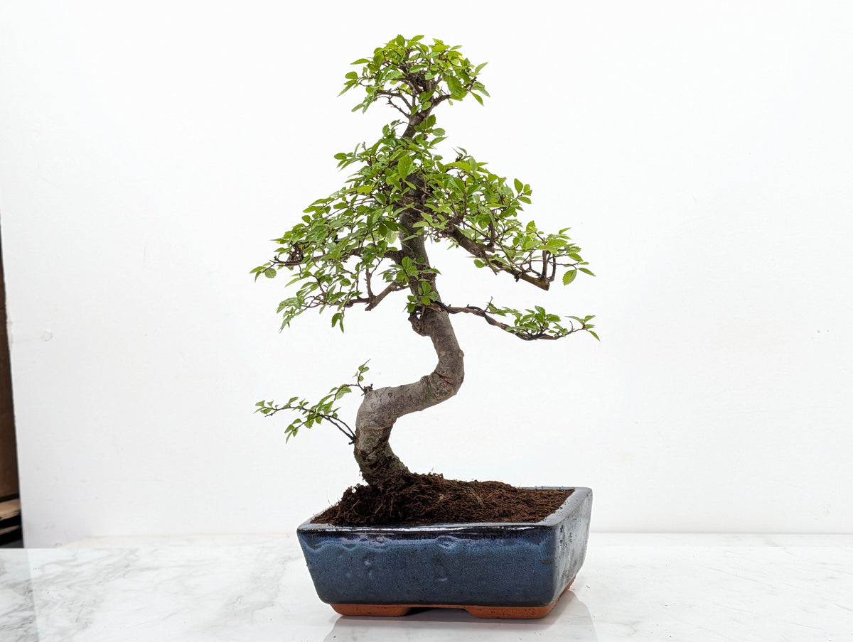 Chinese Elm Bonsai and Care Kit in 18cm Navy Ceramic Pot