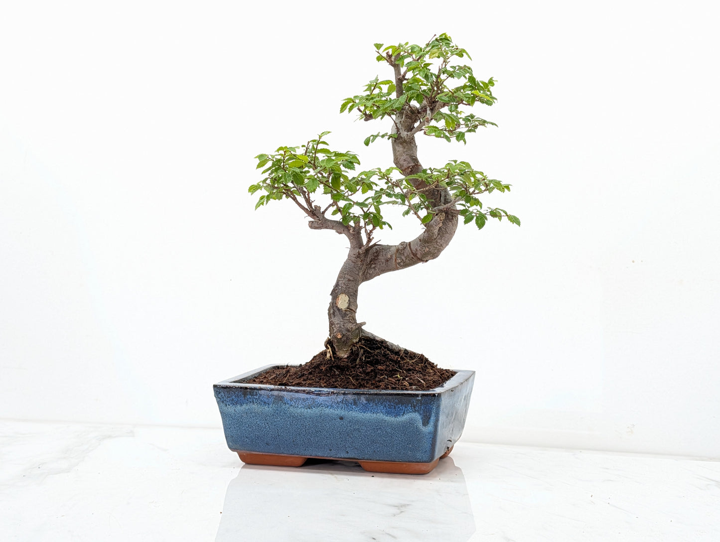 Chinese Elm Bonsai and Care Kit in 18cm Navy Ceramic Pot