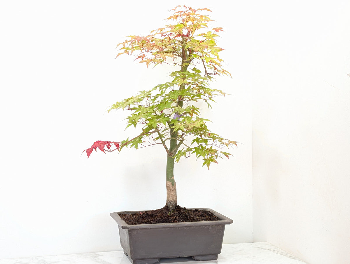 'Deshojo' Japanese Maple Bonsai