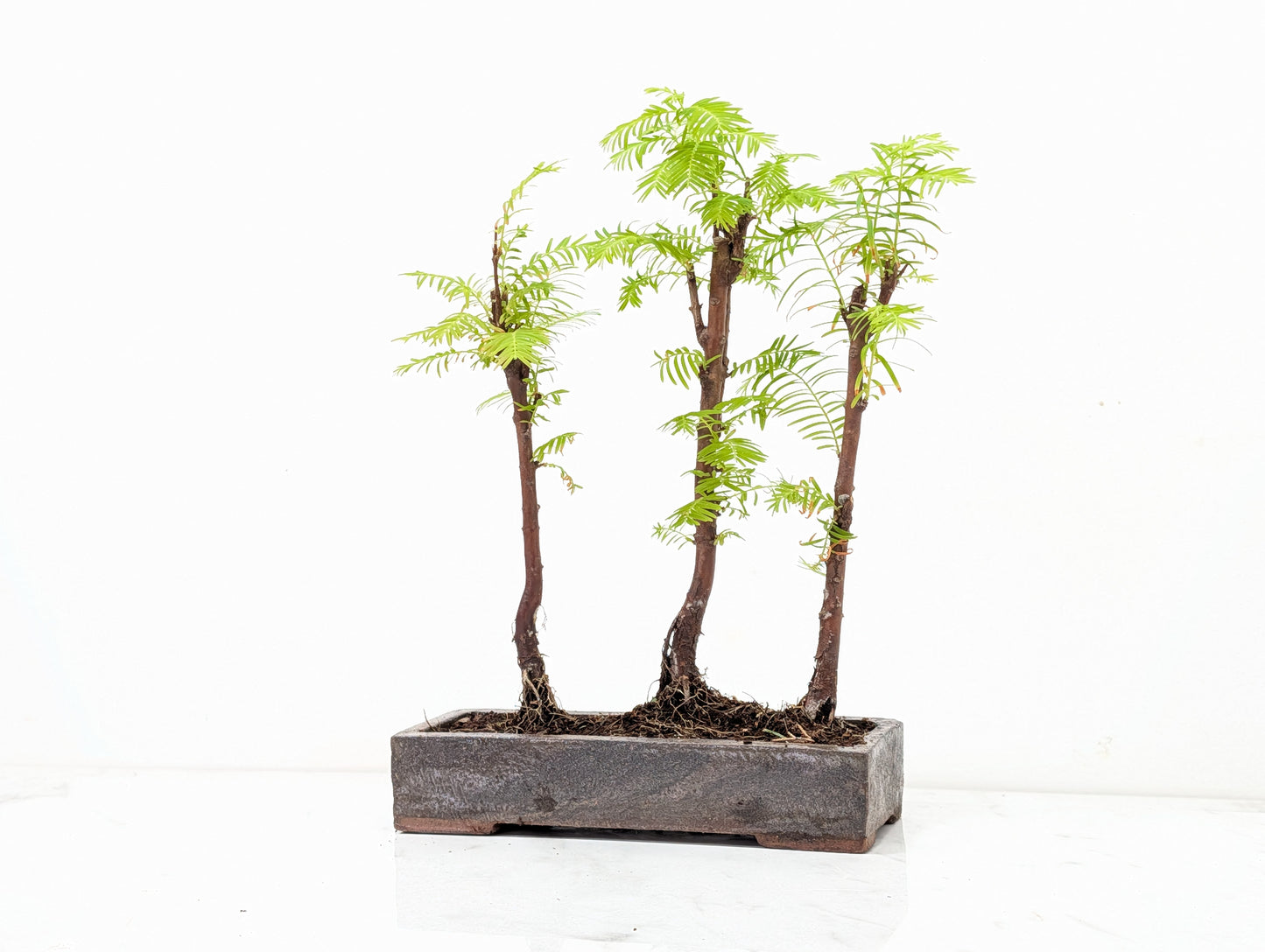 Dawn Redwood Bonsai 3 Tree Group