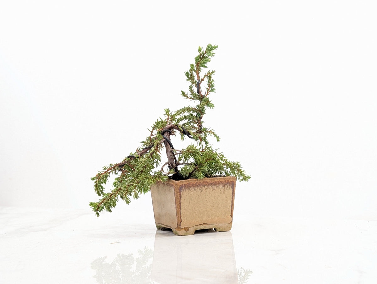 Juniper -Juniperus - Bonsai Starter