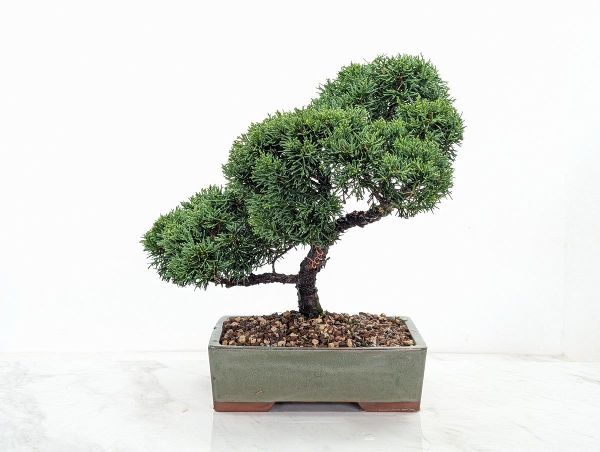 Juniper - Japanese Imported Bonsai