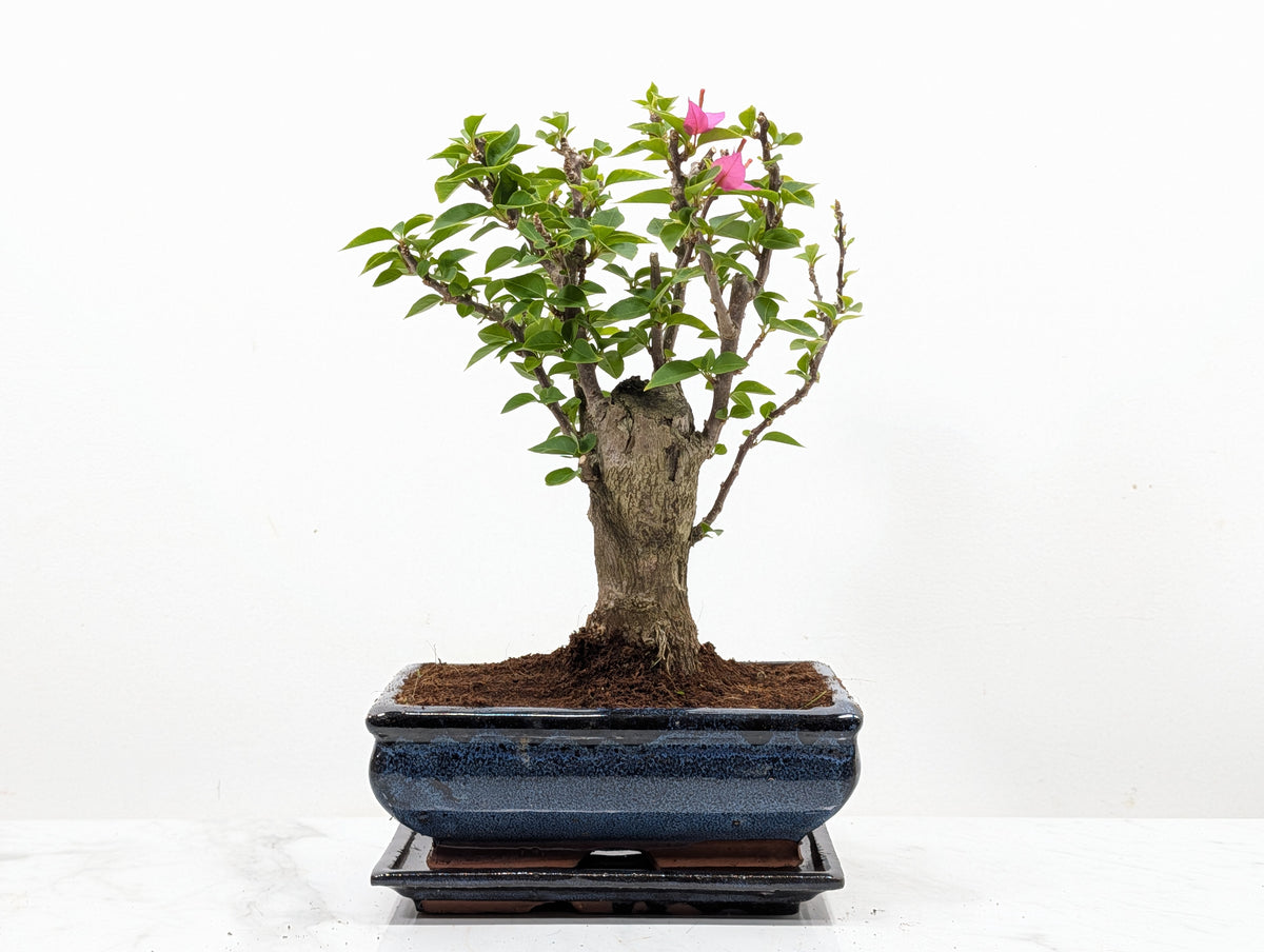 Bougainvillea - Pink Flowering Bonsai 20cm Blue Pot