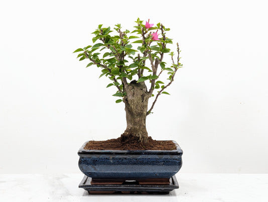 Bougainvillea - Pink Flowering Bonsai 20cm Blue Pot