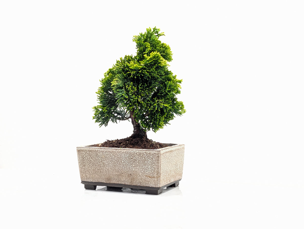Hinoki Cypress Bonsai