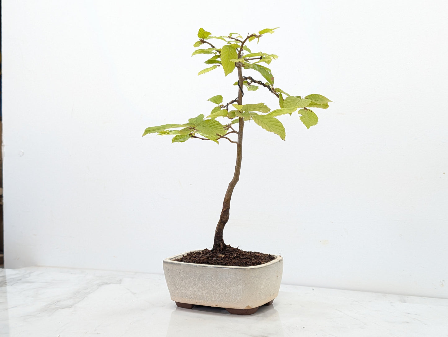 Hornbeam  Starter  Bonsai material