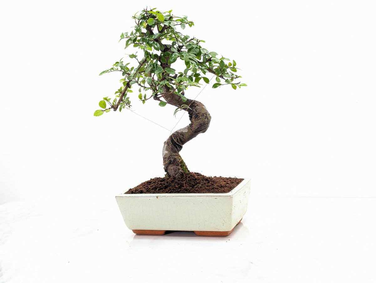 Chinese Elm Bonsai and Care Kit in 18cm Cream Ceramic Pot