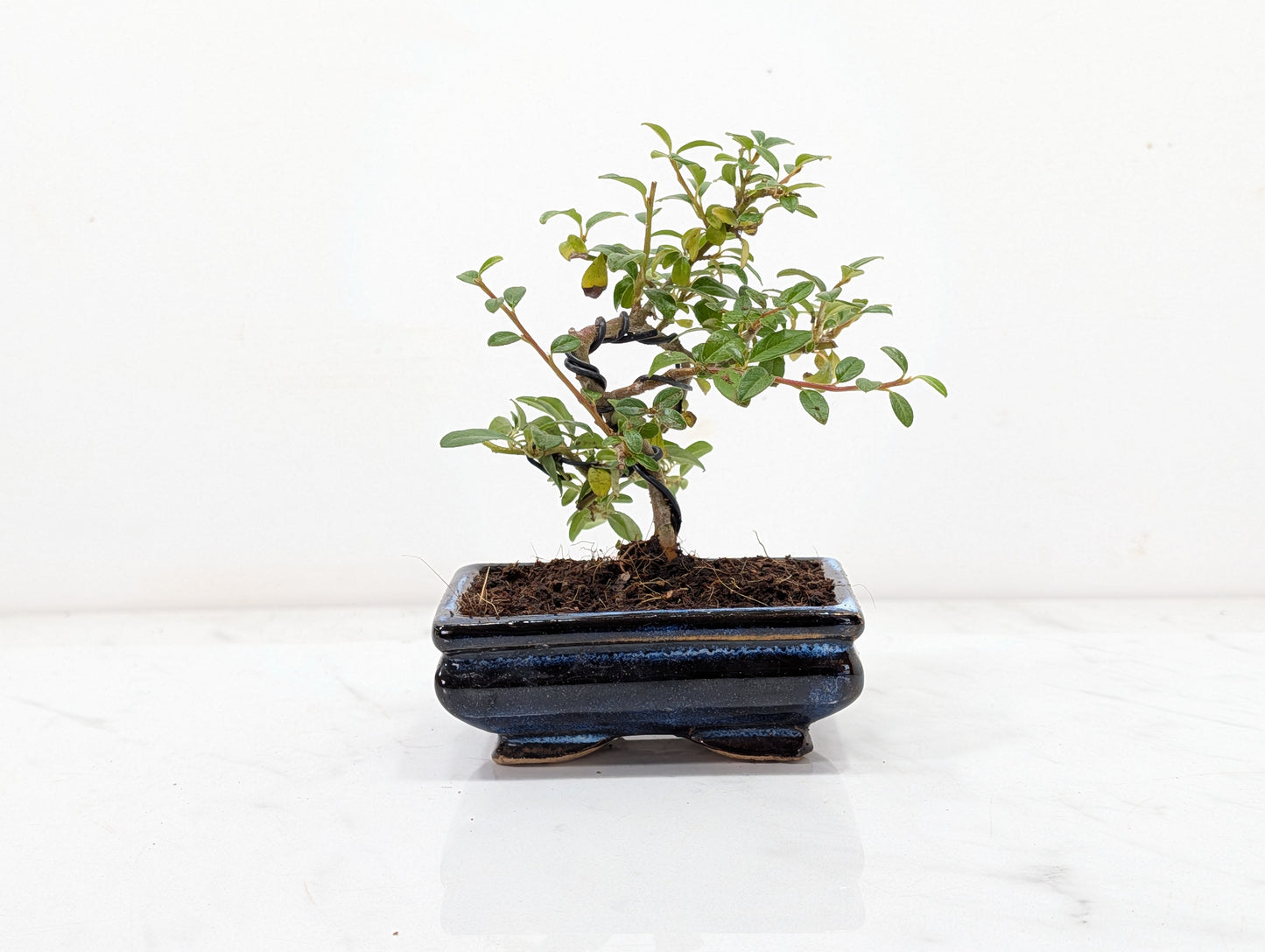Cotoneaster Bonsai Starter Tree