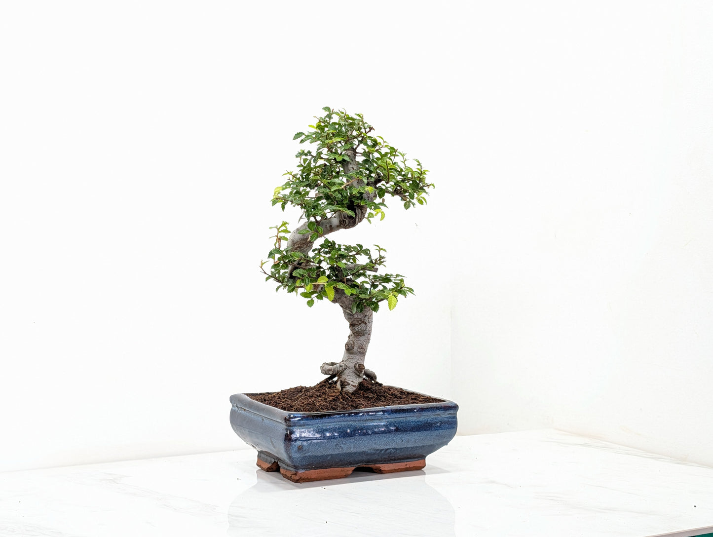 Chinese Elm Bonsai and Care Kit in 18cm Navy Ceramic Pot