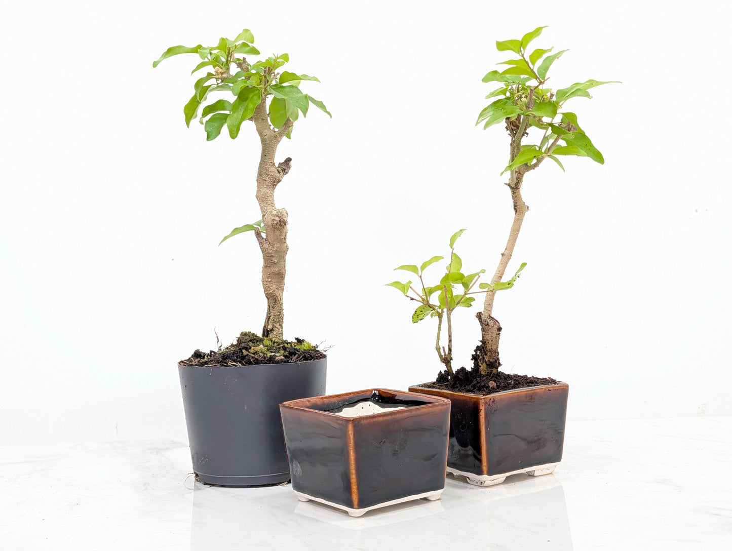 Mandarine Bonsai Starter Bundle