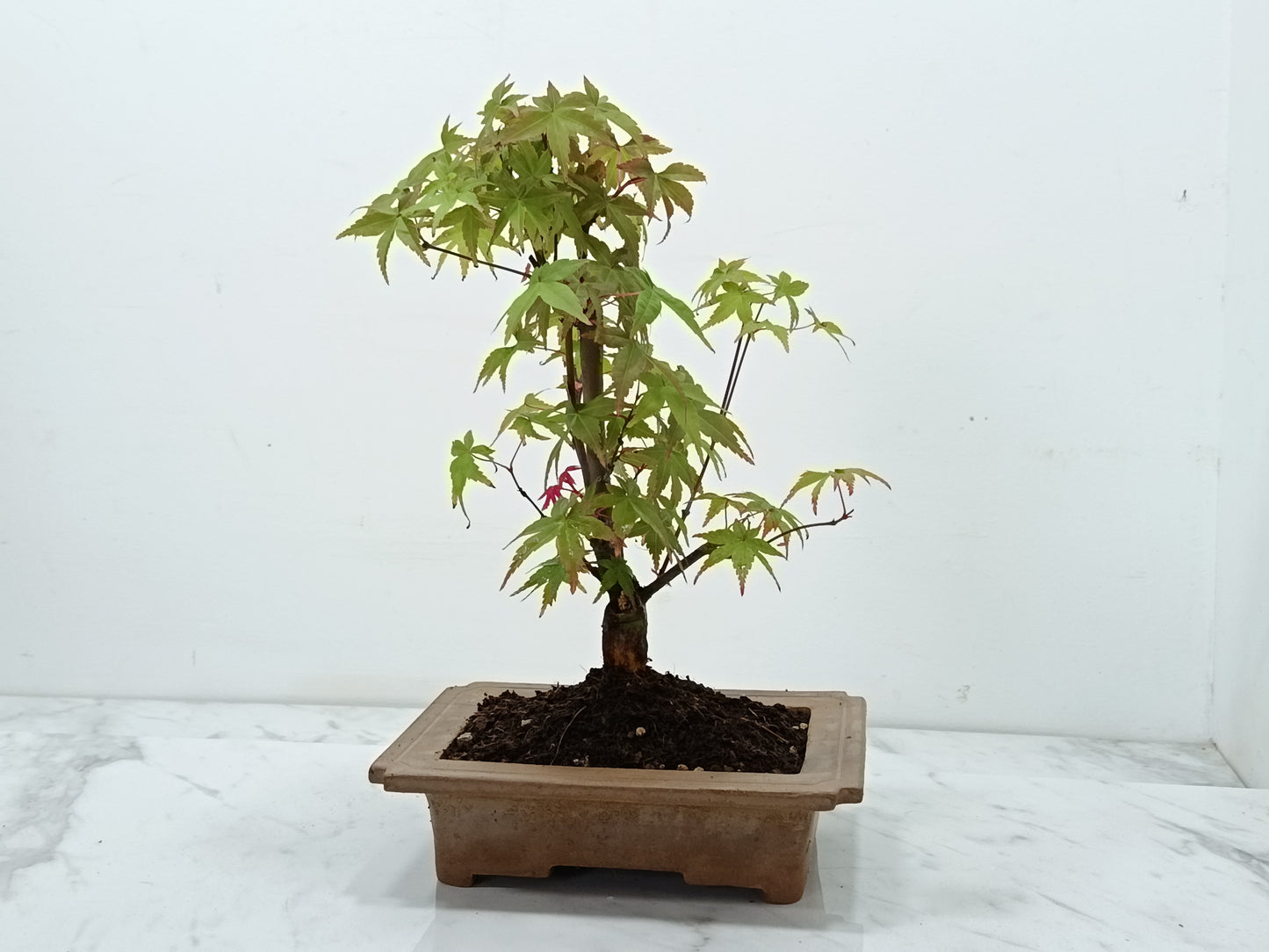 Deshojo Japanese Maple Bonsai & Care Kit