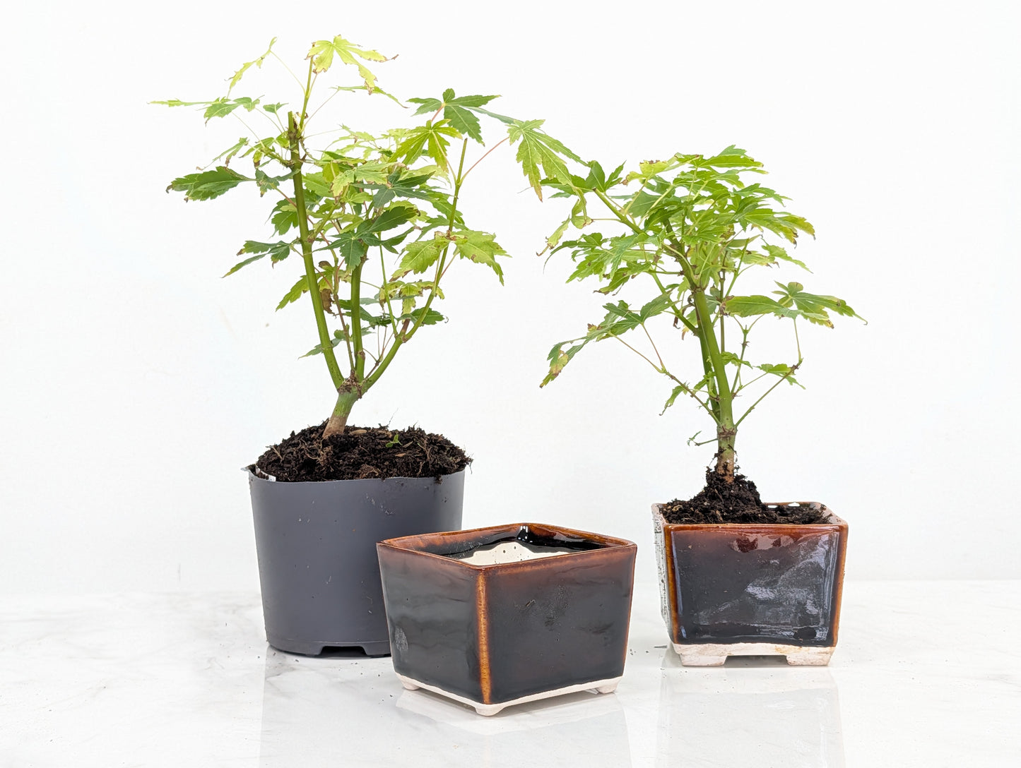 Japanese Maple Bonsai Starter Bundle
