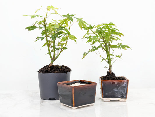 Japanese Maple Bonsai Starter Bundle
