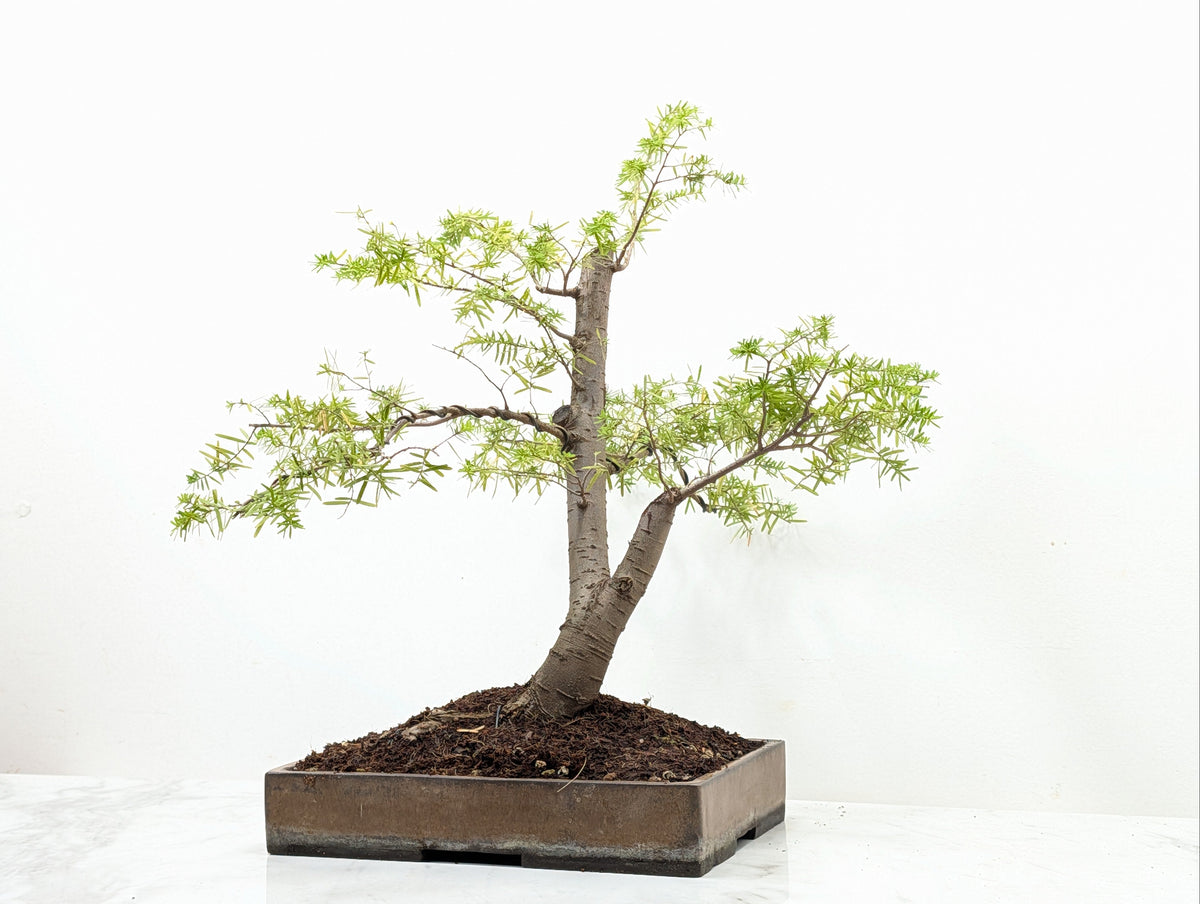 Eastern Hemlock - Tsuga   Bonsai