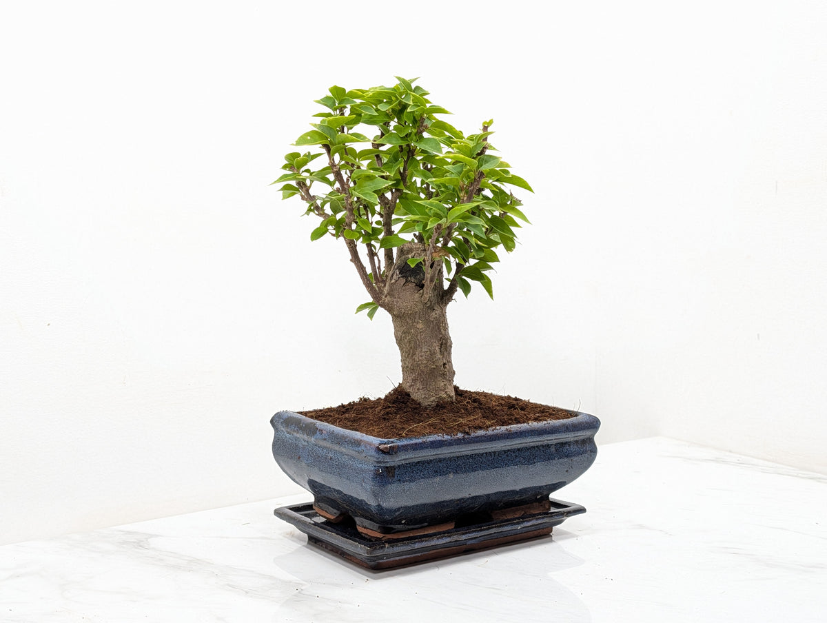 Bougainvillea - Pink Flowering Bonsai 20cm Blue Pot