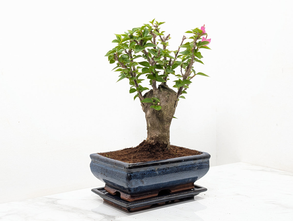 Bougainvillea - Pink Flowering Bonsai 20cm Blue Pot