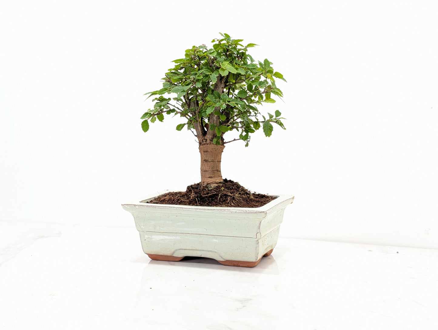 Chinese Elm Bonsai and Care Kit in 15cm Cream Ceramic Pot