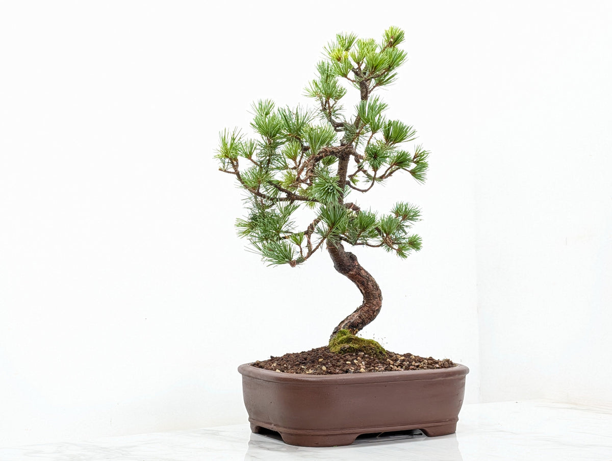 Japanese White Pine Bonsai