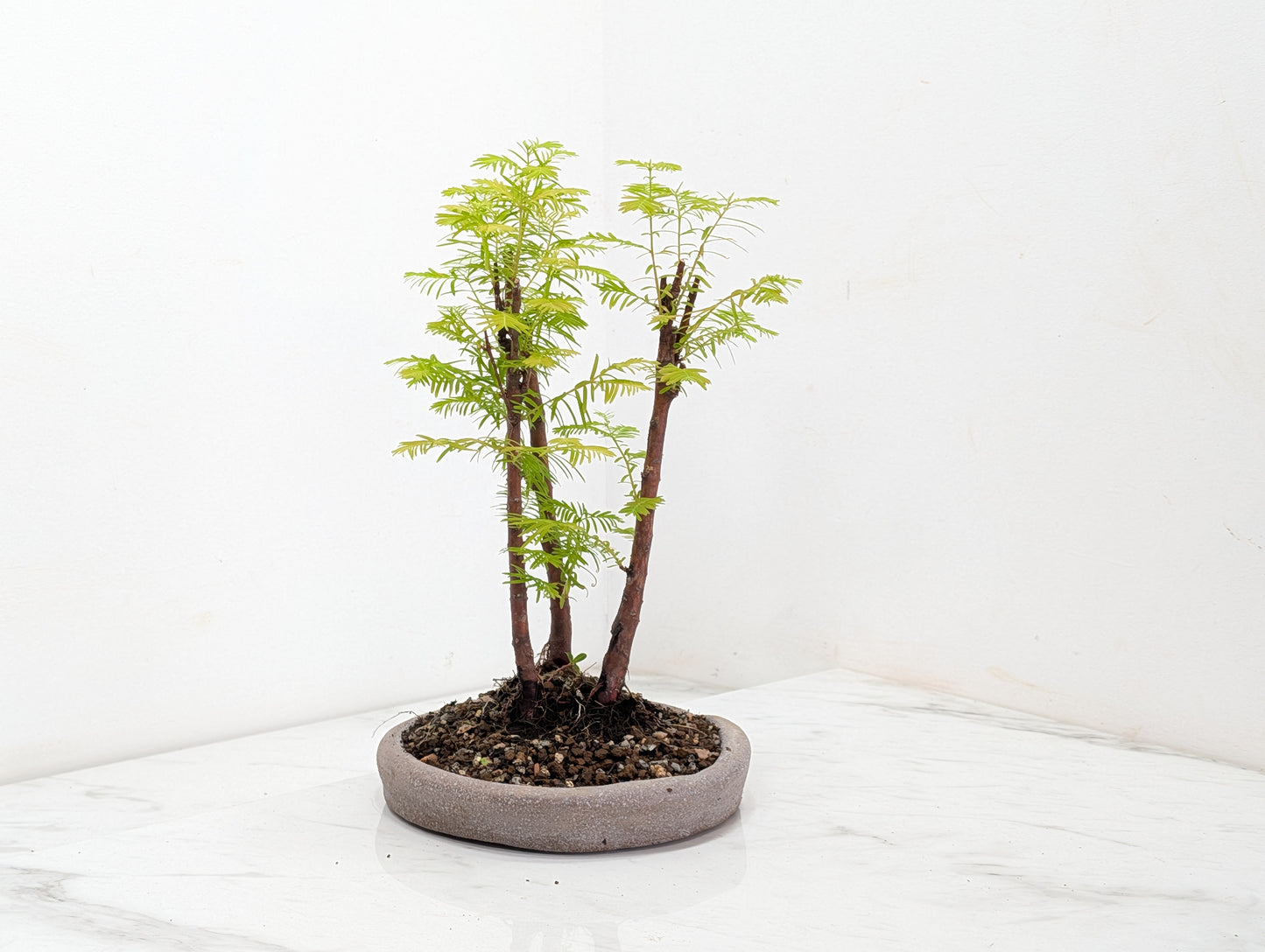 Dawn Redwood Bonsai 3 Tree Group