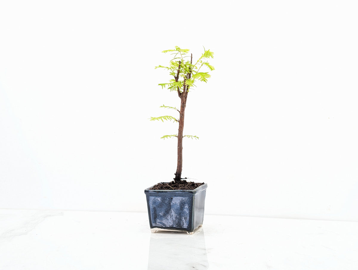Dawn Redwood Bonsai Starter Tree