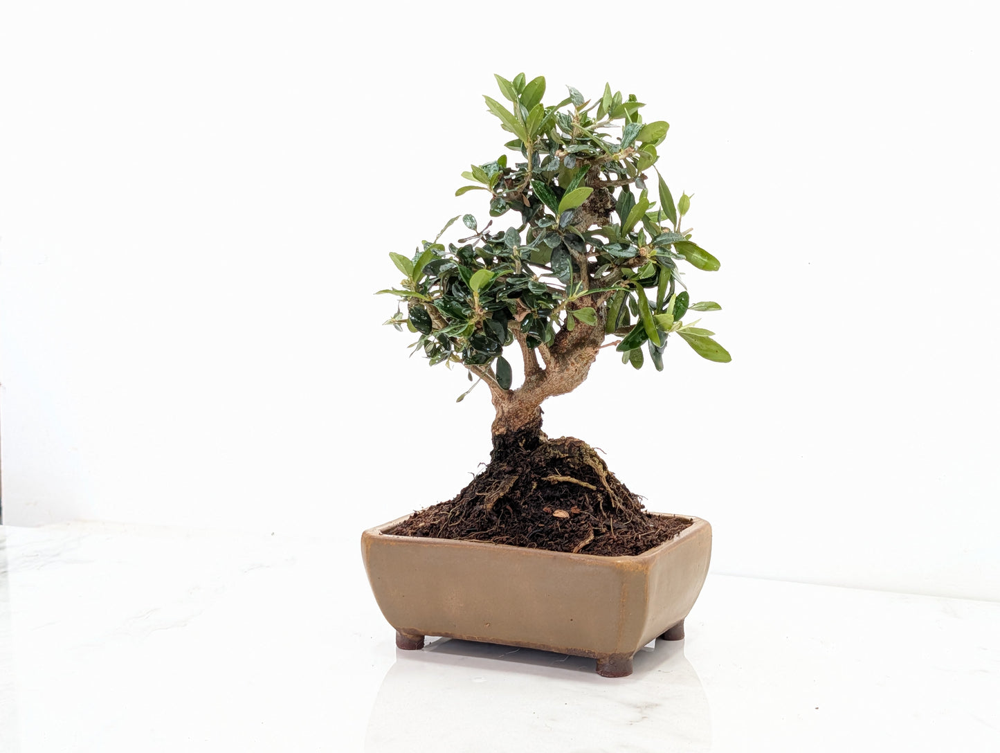 Dwarf Olive  Bonsai