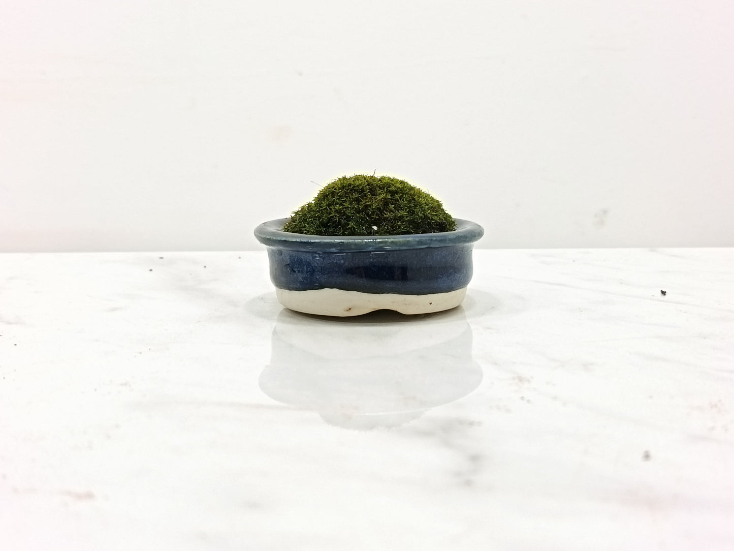 Kusamono - 'Accent Plant - 'Simple Moss'