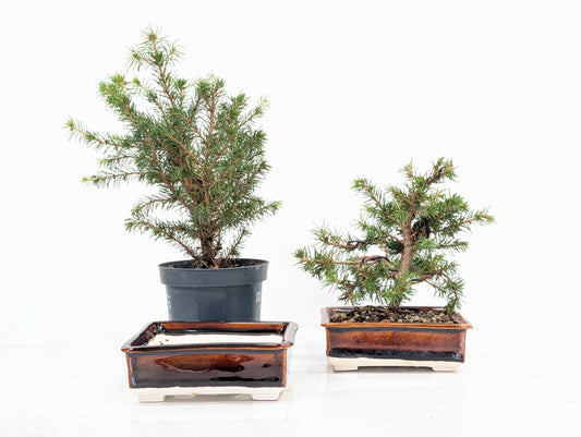 Spruce Bonsai Starter  Bundle