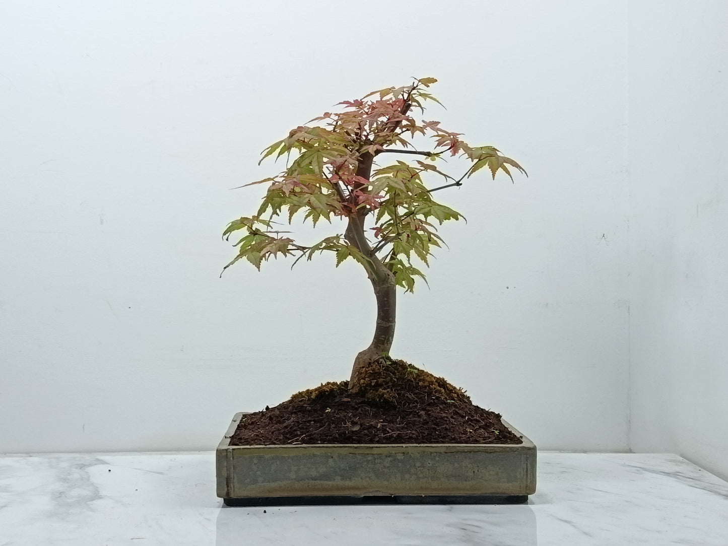 Deshojo Japanese Maple Bonsai+ Care Kit