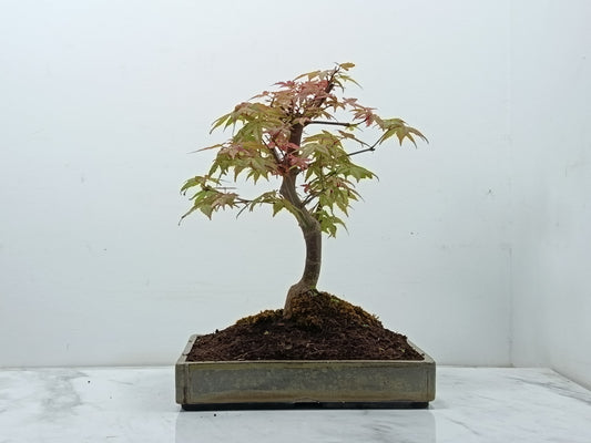 Deshojo Japanese Maple Bonsai+ Care Kit