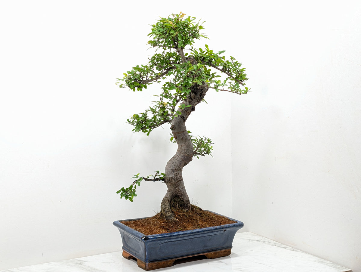 Large Chinese Elm Bonsai in 30cm Blue Ceramic Pot